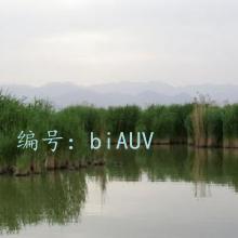 ̨