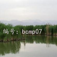 ̨