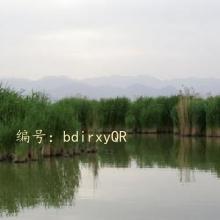 赸